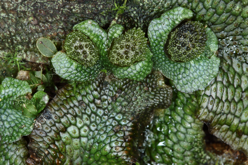 Conocephalum salebrosum